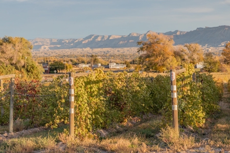 Colorado Whitewater Hill Vineyards and Winery For Sale - image 14
