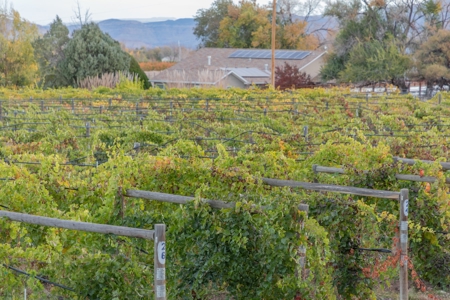 Colorado Whitewater Hill Vineyards and Winery For Sale - image 10