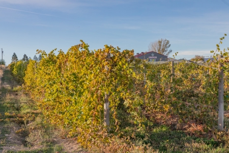 Colorado Whitewater Hill Vineyards and Winery For Sale - image 21