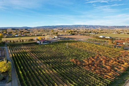 Colorado Whitewater Hill Vineyards and Winery For Sale - image 2