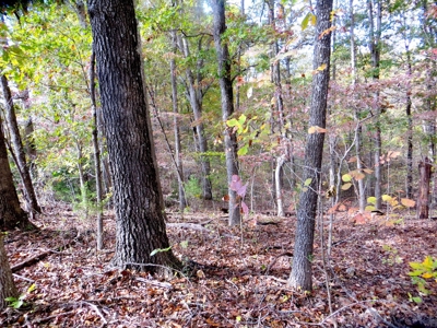 Land for Sale in Fulton Co - image 9