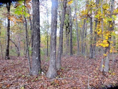 Land for Sale in Fulton Co - image 1