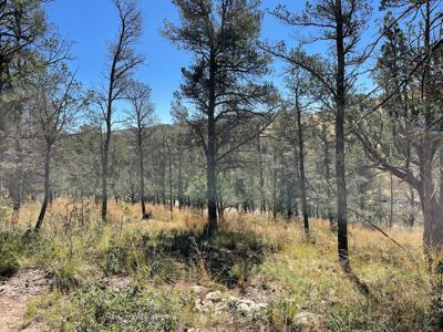 Hunting Cabin In Weed New Mexico For Sale - image 1