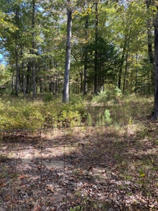 Mount Ida  Arkansas Land For Sale - image 15