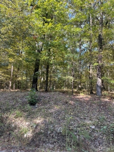 Mount Ida  Arkansas Land For Sale - image 2