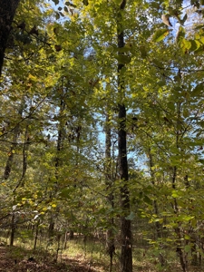 Mount Ida  Arkansas Land For Sale - image 14