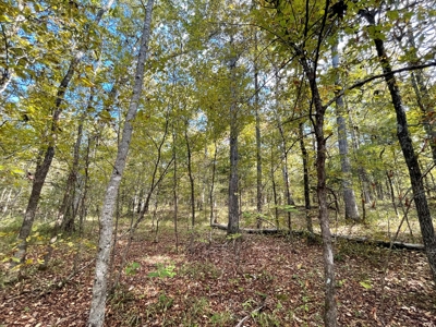 Mount Ida  Arkansas Land For Sale - image 22