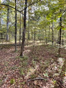 Mount Ida  Arkansas Land For Sale - image 21