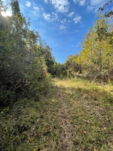 Mount Ida  Arkansas Land For Sale - image 20