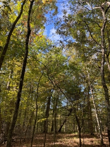 Mount Ida  Arkansas Land For Sale - image 13