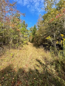 Mount Ida  Arkansas Land For Sale - image 19