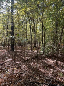Mount Ida  Arkansas Land For Sale - image 10