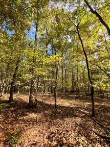 Mount Ida  Arkansas Land For Sale - image 24