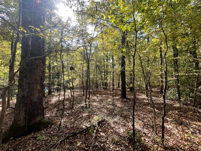 Mount Ida  Arkansas Land For Sale - image 28
