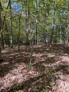 Mount Ida  Arkansas Land For Sale - image 7