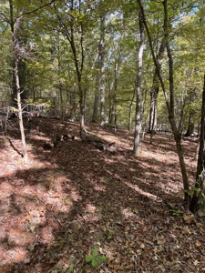 Mount Ida  Arkansas Land For Sale - image 8