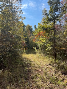 Mount Ida  Arkansas Land For Sale - image 16