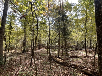 Mount Ida  Arkansas Land For Sale - image 27