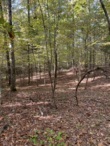 Mount Ida  Arkansas Land For Sale - image 11