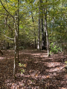 Mount Ida  Arkansas Land For Sale - image 9