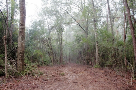 142 Acre Hunting/Recreational Land for Sale LA/MS State Line - image 17