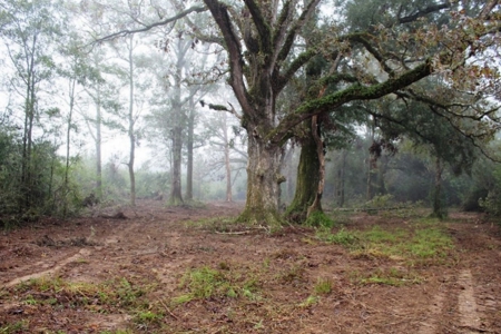 142 Acre Hunting/Recreational Land for Sale LA/MS State Line - image 20