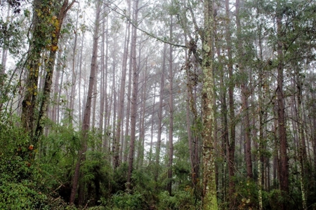 142 Acre Hunting/Recreational Land for Sale LA/MS State Line - image 12