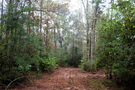 142 Acre Hunting/Recreational Land for Sale LA/MS State Line - image 7