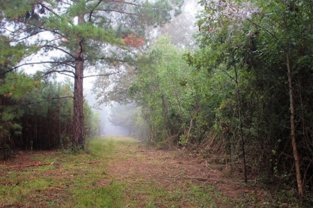 142 Acre Hunting/Recreational Land for Sale LA/MS State Line - image 15