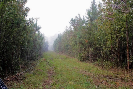 142 Acre Hunting/Recreational Land for Sale LA/MS State Line - image 6