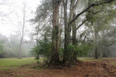 142 Acre Hunting/Recreational Land for Sale LA/MS State Line - image 13