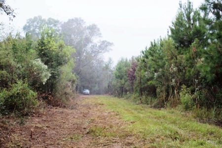 142 Acre Hunting/Recreational Land for Sale LA/MS State Line - image 21