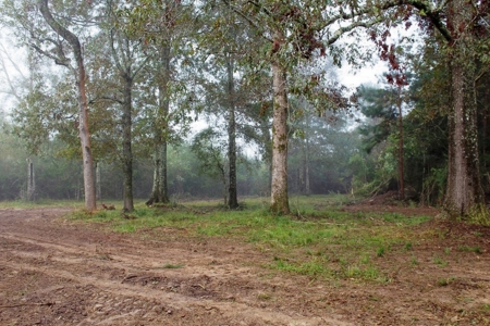 142 Acre Hunting/Recreational Land for Sale LA/MS State Line - image 11