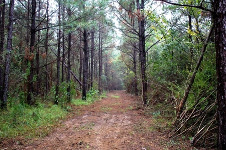 142 Acre Hunting/Recreational Land for Sale LA/MS State Line - image 18