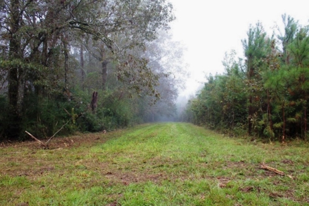 142 Acre Hunting/Recreational Land for Sale LA/MS State Line - image 8