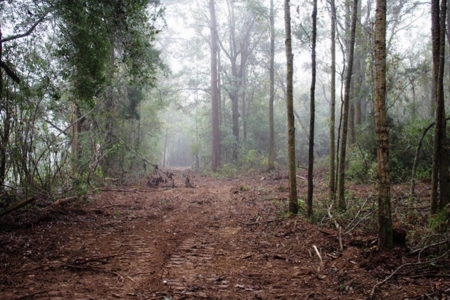 142 Acre Hunting/Recreational Land for Sale LA/MS State Line - image 16