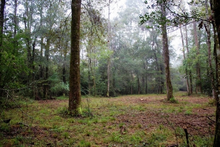 142 Acre Hunting/Recreational Land for Sale LA/MS State Line - image 5