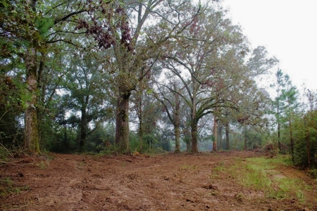 142 Acre Hunting/Recreational Land for Sale LA/MS State Line - image 1