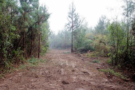 142 Acre Hunting/Recreational Land for Sale LA/MS State Line - image 19