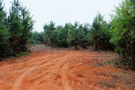 142 Acre Hunting/Recreational Land for Sale LA/MS State Line - image 3