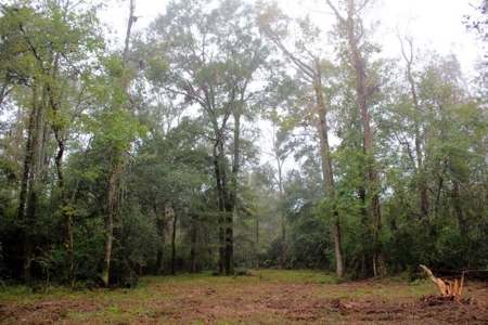 142 Acre Hunting/Recreational Land for Sale LA/MS State Line - image 14