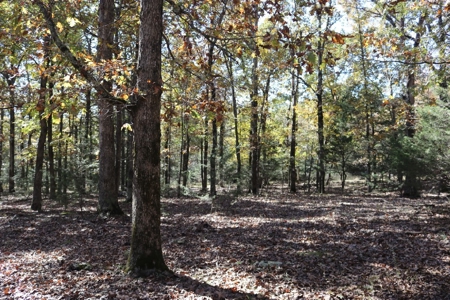 Eight Acre Tract of Land with No Restrictions - image 3