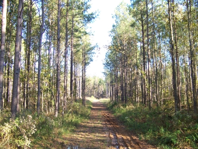 Tn Large Acreage For Sale: Hunting, Woods, Creeks, Building - image 3