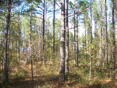 Tn Large Acreage For Sale: Hunting, Woods, Creeks, Building - image 18