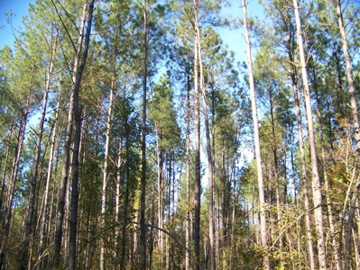 Tn Large Acreage For Sale: Hunting, Woods, Creeks, Building - image 31