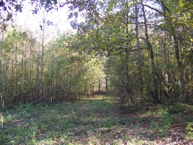 Tn Large Acreage For Sale: Hunting, Woods, Creeks, Building - image 24