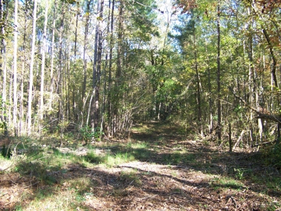 Tn Large Acreage For Sale: Hunting, Woods, Creeks, Building - image 29