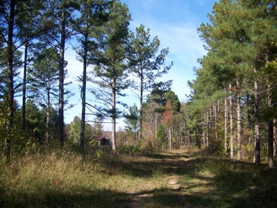 Tn Large Acreage For Sale: Hunting, Woods, Creeks, Building - image 15