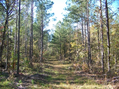 Tn Large Acreage For Sale: Hunting, Woods, Creeks, Building - image 27