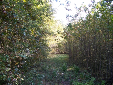 Tn Large Acreage For Sale: Hunting, Woods, Creeks, Building - image 22